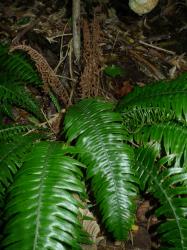 Blechnum norfolkianum. Broad sterile fronds and shorter, narrower, fertile fronds.
 Image: L.R. Perrie © Leon Perrie CC BY-NC 3.0 NZ
